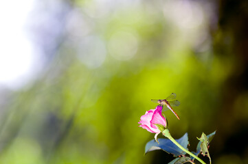 Ważka siedząca na pąku róży na zielonym rozmytym tle