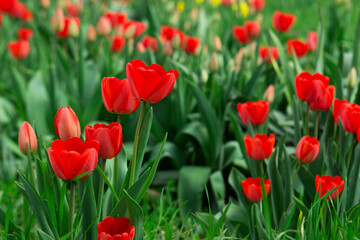 Tulips in a flower bed in a city park.