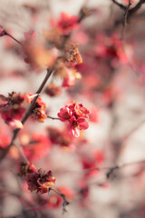 Closeup of flowers blooming; blurry background; spring vibes