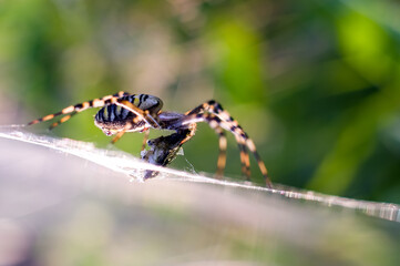 Duży kolorowy pająk ze swoją ofiarą na rozpostartej pięknie oświetlonej sieci pajęczyna - obrazy, fototapety, plakaty