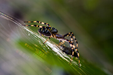 Duży kolorowy pająk ze swoją ofiarą na rozpostartej pięknie oświetlonej sieci pajęczyna	
