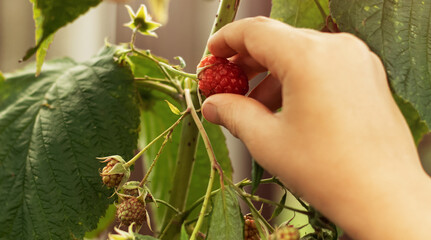 Naklejka na ściany i meble Collection of raspberries. The farmer manually picks organic raspberries in the garden. Red berry on a branch. Close-up hand holding a raspberry.