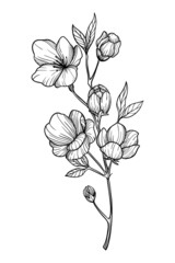 Obraz premium illustration nature vector lines fauna leaves sakura