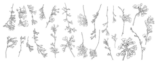 Spring Sakura flowers blooming art set, hand drawn cherry blossom illustrations made from real twigs and branches, isolated in white and black color. Floral buds opening for Japanese holiday. Vector.