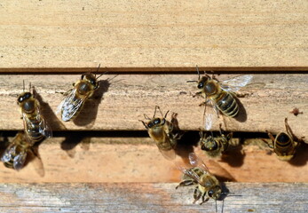 Bienen umschwirren einen Bienenstock