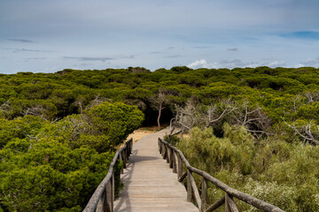 Fototapeta na wymiar wooden boardwalk leading through the famous chameleon forest at the beach in Rota