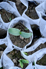 closeup the ripe green pumpkin vine plant seedling and soil heap in the white polythene over out of...