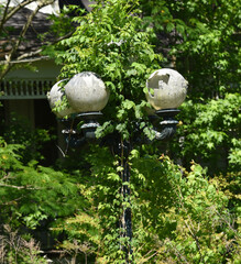 Globes on Lamppost Broken and Overgrown