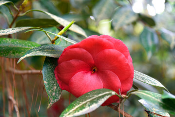 Single Bloom in Vibrant Red