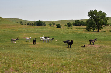 Fototapeta premium Herd of Burros Standing Together in a Field