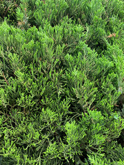 green moss background