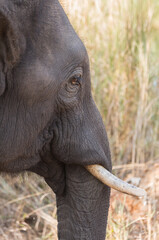 Fototapeta premium wild elephant
