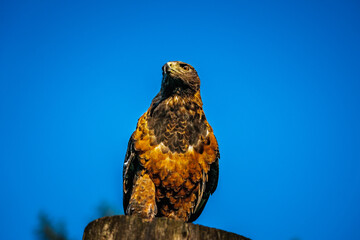 bird of prey
