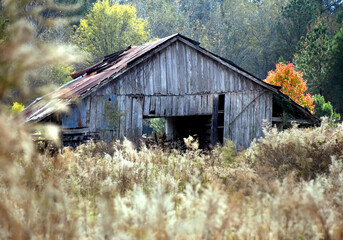 Barn in Brush in South Arkansas