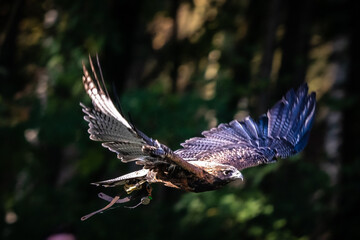 bird of prey
