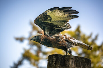 bird of prey