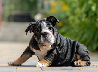 A cute, chubby, and beautiful dog sitting in the park and posing for some photos [English bulldog]