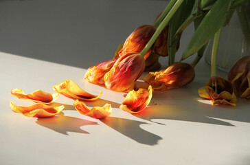 Withered flowers. Dry tulips in the sun. Fallen flowers. Bouquet of flowers.