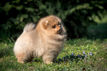 A little and extremely fluffy puppy walking in the park and looking into the sky while posing for photos [Pomeranian spitz]