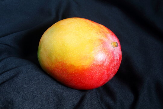 Colorful Ripe Fresh Kent Mango Isolated On Dark Black Background