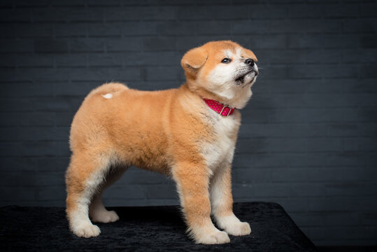 A little and cute puppy with a red collar posing for photos with a grey background [akita inu]