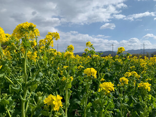 field of dandelions