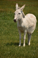 Obraz na płótnie Canvas Chubby White Donkey in a Grass Field