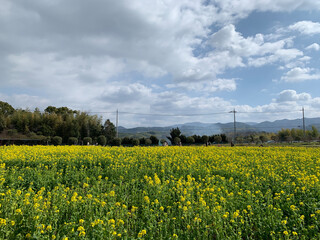 field of yellow flowers