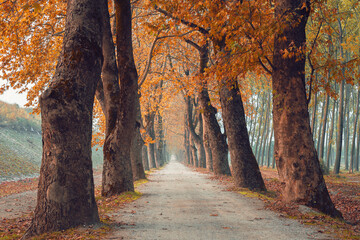 large row of trees and road