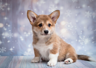 A little cute puppy sitting and posing for photos with shiny blue and white background
