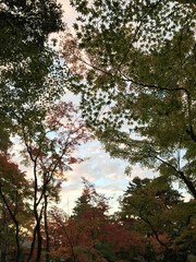 autumn in the forest