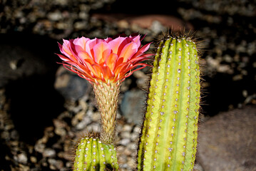Red Cactus Flower