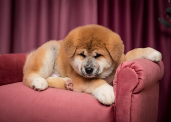 A little cute puppy sitting on the pink sofa and posing for photos [akita inu]