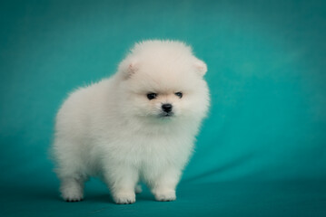 A little cute white and very fluffy puppy standing and posing for photos with white background [Pomeranian spitz]