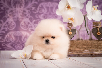 A little cute white and very furry puppy posing for photos with flowers and purple background (Photo 3) [Pomeranian spitz]