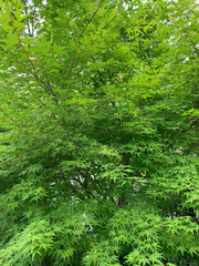green forest background