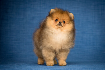 A little cutie dog posing for the photo with the blue background just like a professional model. [Pomeranian spitz]