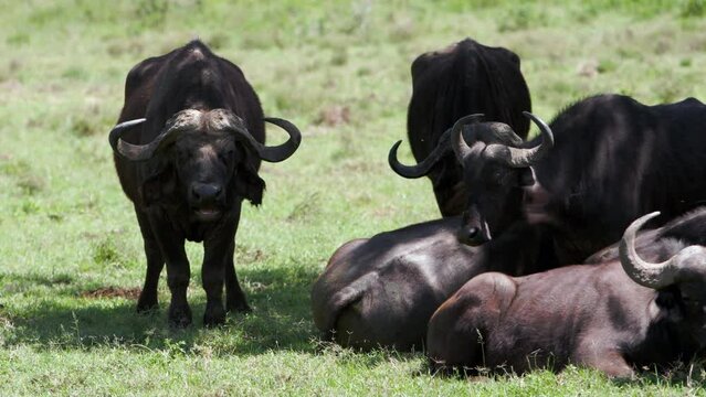 A large black rhinoceros (Diceros bicornis) is walking around in the african heat with Kenyan Crown-Crane (Balearica regulorum) sitting on his back. African Buffalos graze in the foreground.