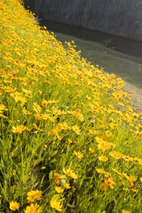 yellow flowers in the garden