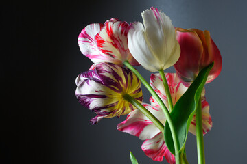 bouquet of tulips on a dark background, white pink and purple petals, studio shot.