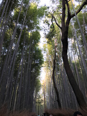 morning in the forest