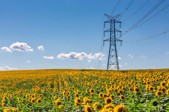 sunflower field and high voltage line on a summer day