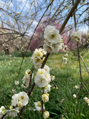 blooming cherry tree