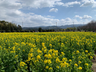 field of dandelions