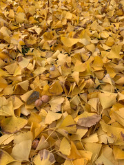 autumn leaves background
