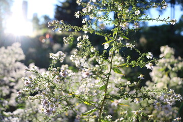 white flower bush