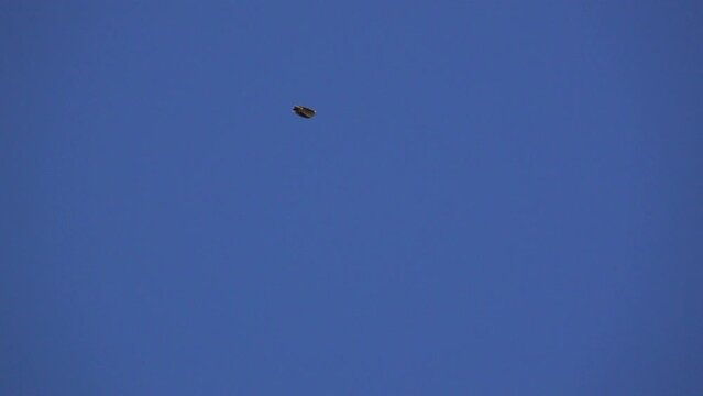 a skylark (Alauda arvensis) in frantic flight directly overhead, deep blue sky