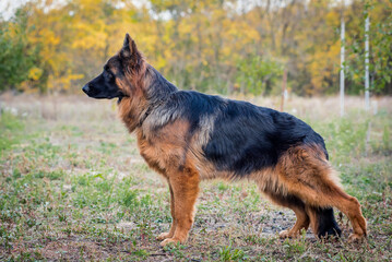 A photo in the profile of a big and beautiful shepherd in the forest