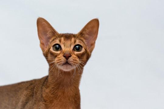 A photo of a beautiful cat with big eyes, thoughtfully looking straight into the camera [Abyssinian cat]