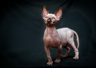 A photo of a very beautiful sphynx cat posing for photos with dark green background